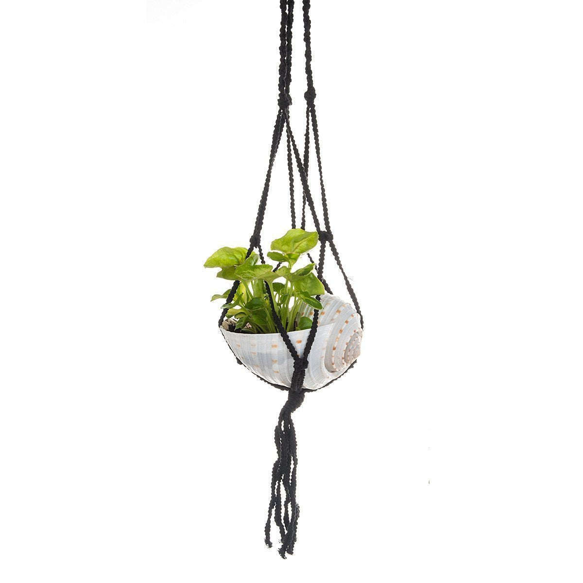 Hanging Shell Planter