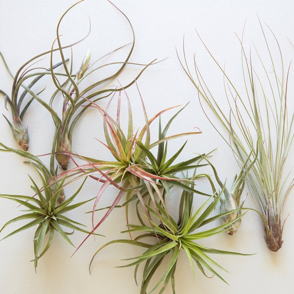 Assorted Air Plants