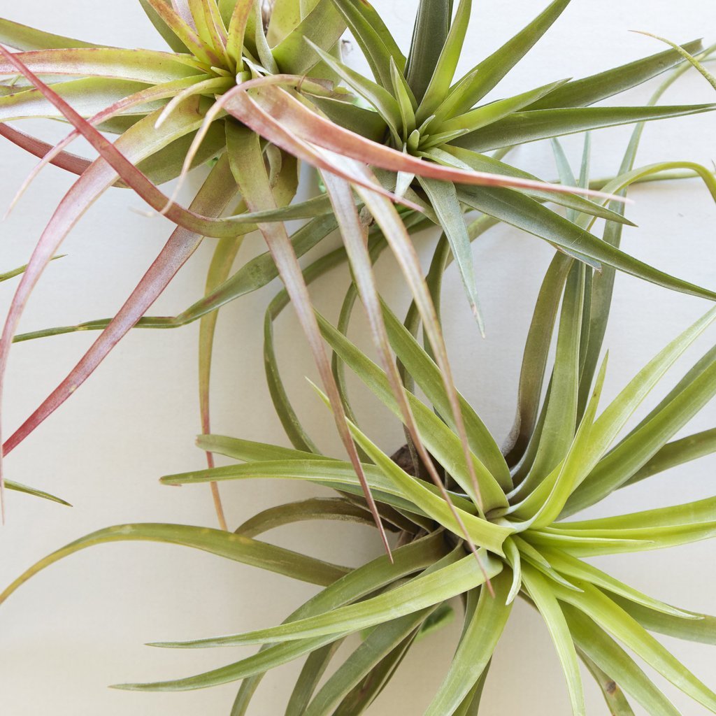 Assorted Air Plants