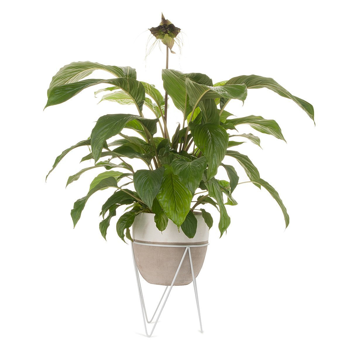 Bat Flower Concrete Planter With Stand