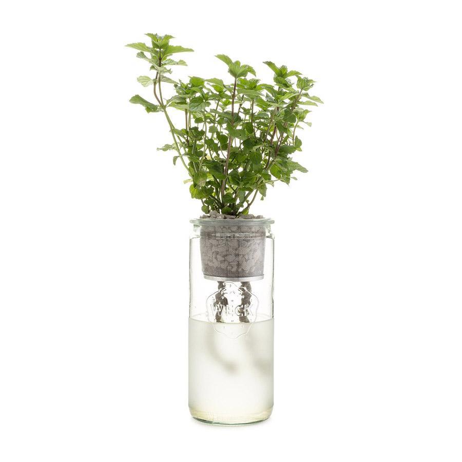 Eco Planter Kit - Mint