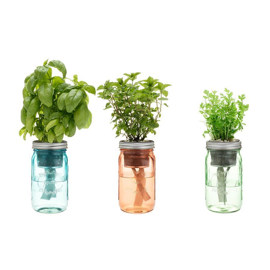 Garden Jars - Asian Herb Kit