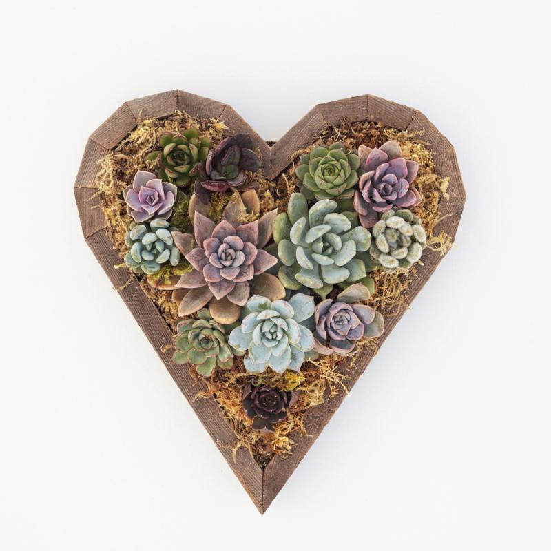 Redwood Succulent Heart Kit