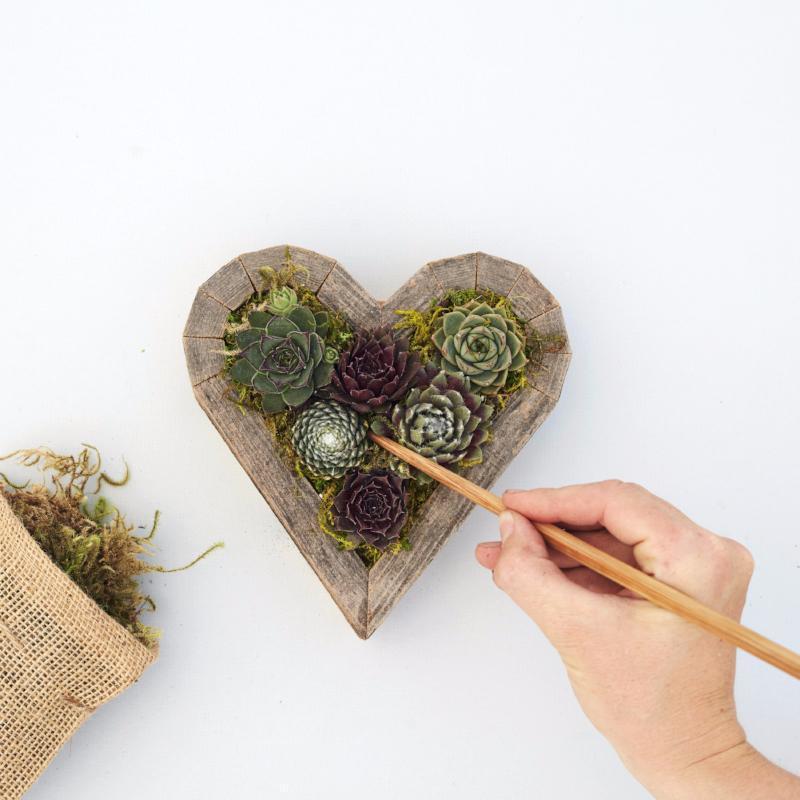 Redwood Succulent Heart Kit
