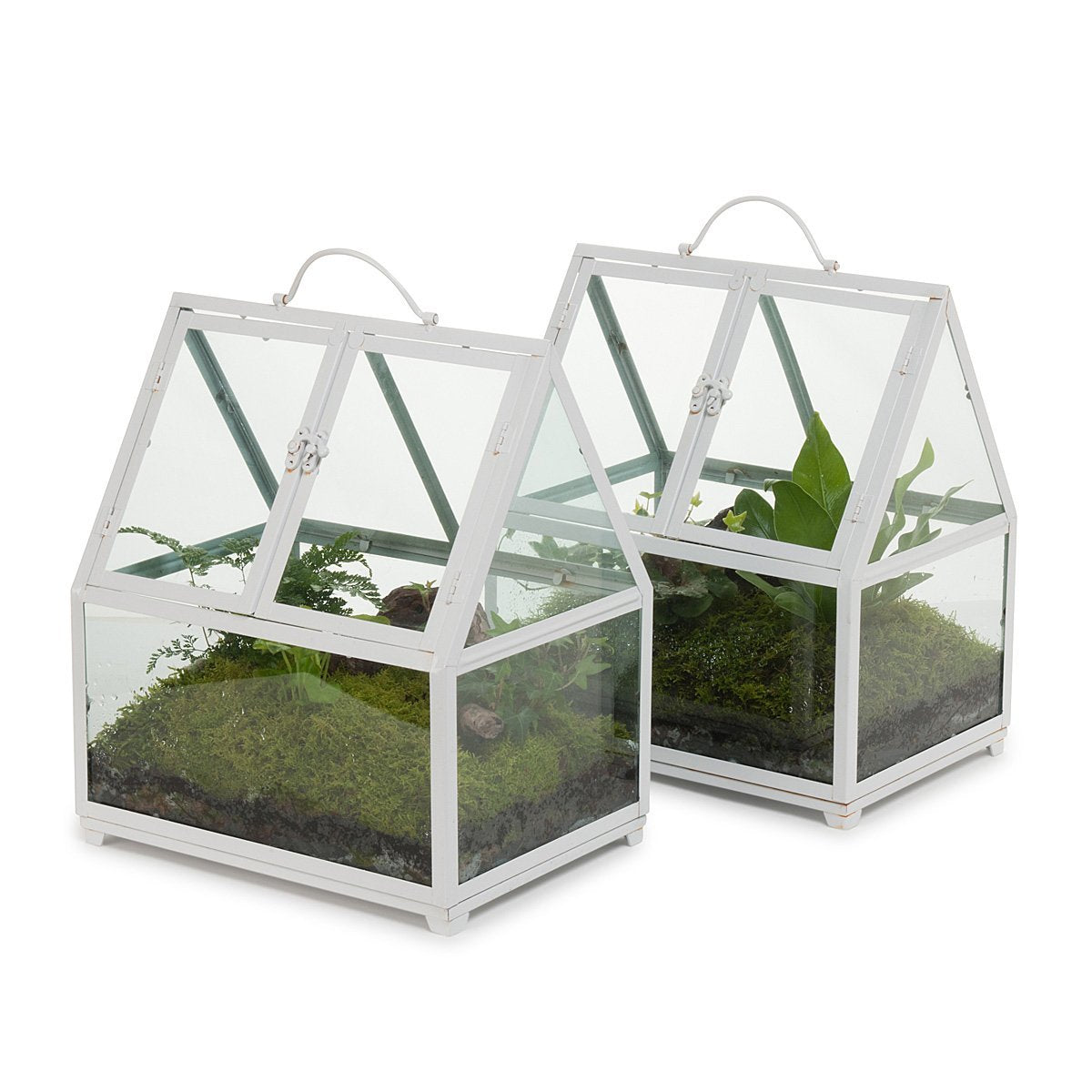 Rainforest Glasshouse Terrarium
