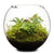 Revival Fishbowl Terrarium