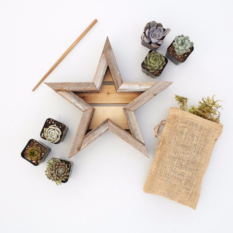 Redwood Succulent Star Planter Kit